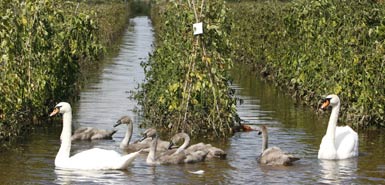 Swans swim in what used to be a field at Severn Stoke, Worcestershire